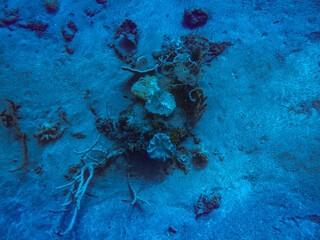 Coral underwater scuba diving