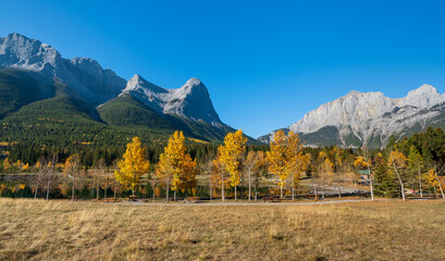 Canadian Rockies Autumn scenery in Quarry Lake, Canmore, Alberta, Canada. Yellow leaves forest, majestic mountains and blue sky.