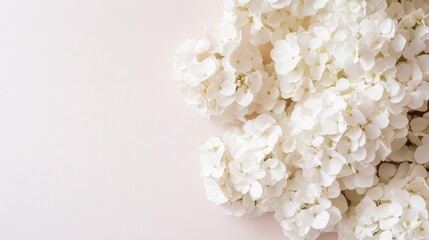 Fresh white hydrangea flowers on soft pink background