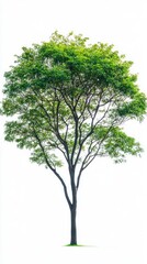 Obraz premium Isolated tree with green foliage, standing tall on a clean white backdrop