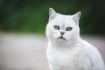 Obraz premium british shorthair cat portrait outdoors in summer.
