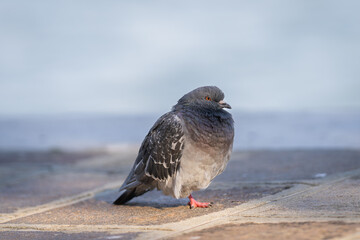 City dove or Feral pigeon (Columba livia domestica) with orange eye on the banks of a Venetian canal. The city pigeon photographed in Venice. Wildlife of Venice.