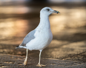 Seagull at the fish market after market day. Yellow legged gull ( (Larus michahellis) scavenge for the fish scraps at the Rialto Fish Market during golden hour. 