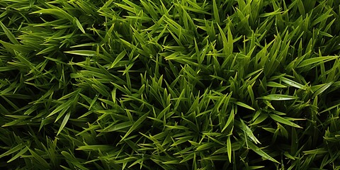 green grass texture