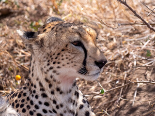 Head of a beautiful female cheetah (Acinonyx jubatus), photographed in the Serengeti National Park in Tanzania.