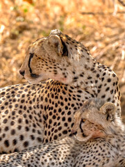 A cheetah with a cub (Acinonyx jubatus), looking into the savannah. Taken in the Serengeti National Park in Tanzania.