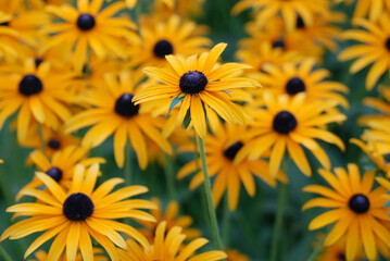 Rudbeckia hirta plants, selective focus, background pattern