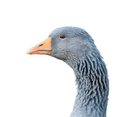 Side profile portrait of head of cute curious domestic goose with grey feathers, orange beak and long neck looking at camera with black eye isolated on white background used at aviculture and farming