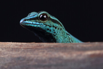 Portrait of an Electric Blue Day Gecko
