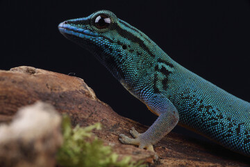 Portrait of an Electric Blue Day Gecko
