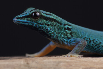 Portrait of an Electric Blue Day Gecko
