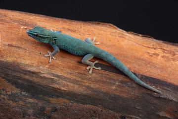 Portrait of an Electric Blue Day Gecko
