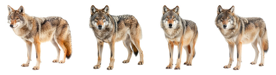 Obraz premium Stunning Collection of Realistic Wolves Isolated on Transparent Background for Wildlife Artwork