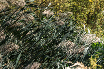 reeds on the shore
