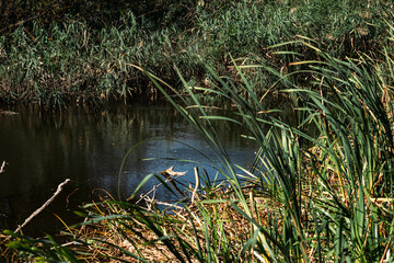 reeds on the shore