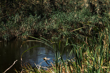 reeds on the shore