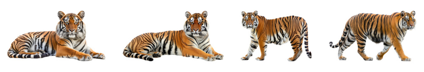 Fototapeta premium Realistic Tigers Walking in Sequence Isolated on Transparent Background