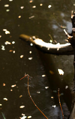 dragonfly on a branch