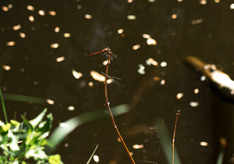 dragonfly on a branch