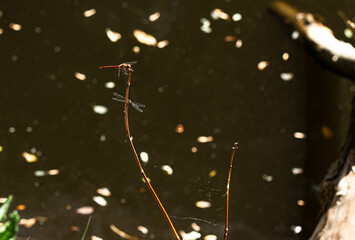 dragonfly on a branch