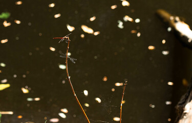 dragonfly on a branch