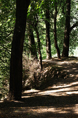 forest in the morning