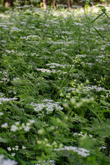 green moss in the forest