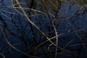 tree in the water