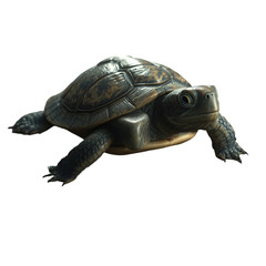 Obraz premium turtle isolated on white