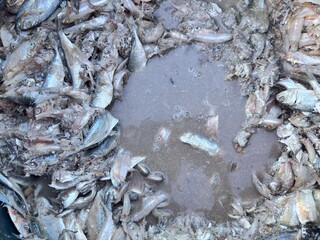 Pickled food. Pickled fish. Rotten fish are used as fertiliser for agriculture crops. Mass death of fish