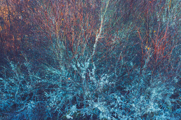 Frosty Lichen-Covered Branches in the Morning Light: A detailed, textured view of lichen-coated branches creating a natural winter scene illuminated by soft sunlight