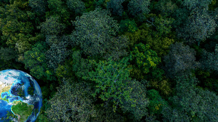 Aerial top view of green forest tree, Tropical rain forest tree ecosystem and healthy environment, Texture and background of green tree forest.