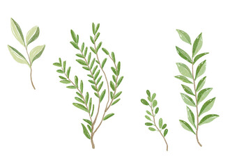 Naklejka premium An exquisite and artistic collection of handpainted green leaves and beautiful foliage