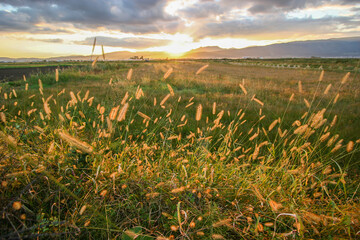 夕日に輝くエノコログサ