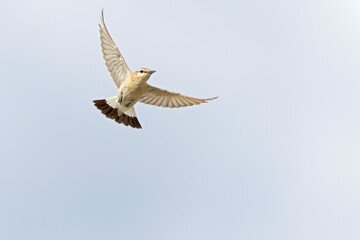 An isabelline wheatear (Oenanthe isabellina) in flight.
