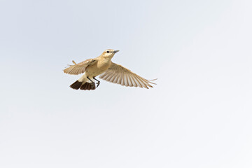 An isabelline wheatear (Oenanthe isabellina) in flight.