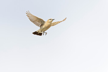An isabelline wheatear (Oenanthe isabellina) in flight.