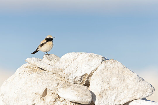 A desert wheatear (Oenanthe deserti) perched on a pile of rocks.