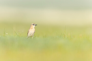 An isabelline wheatear (Oenanthe isabellina) foraging in a meadow.