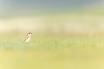 An isabelline wheatear (Oenanthe isabellina) foraging in a meadow.
