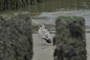 Möwe am Strand