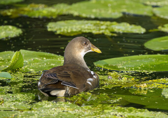 young pond rail in the lake, swimming rail in the pond, cute pond rail between water lilies, waterbird between green leaves, young pond rail, young moorhen 