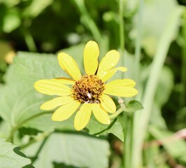 A close view of the yellow wildflower in the field.