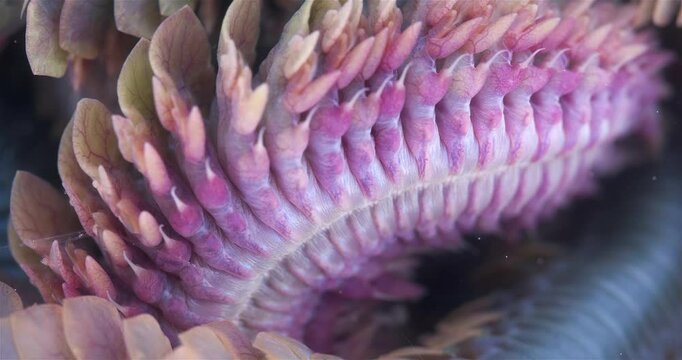Worm Polychaeta Nereis virens (Alitta virens) from family Nereididae close-up. Many beautiful worms squirm. White Sea