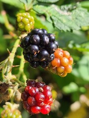 blackberries on the bush