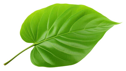 Obraz premium PNG Plant leaf xanthosoma freshness.