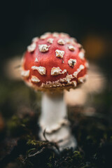 lose-up of a red Fly Agaric mushroom (Amanita muscaria) with white speckles, growing in a forest. The vibrant red cap contrasts with the dark background in this macro nature shot.