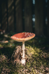 a red Fly Agaric mushroom (Amanita muscaria) with white speckles, growing in a forest. The vibrant red cap contrasts with the dark background in this macro nature shot.