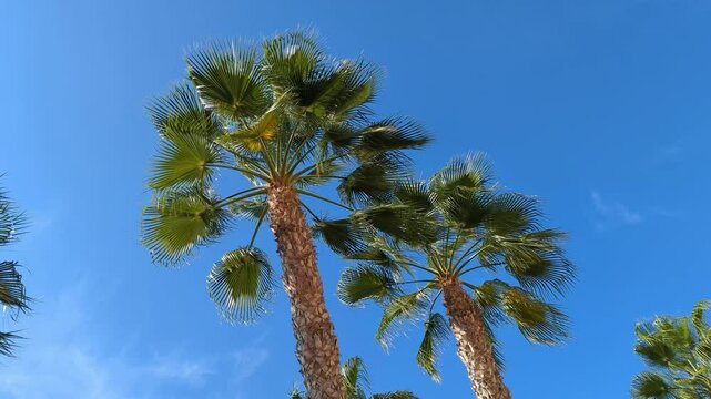 Palm trees with blowing leaves in the strong wind in Tenerife with a clear blue sky
