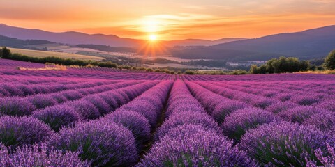 Fototapeta premium Lavender Field in Full Bloom with Rolling Hills in the Background During Golden Hour